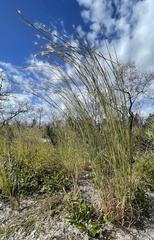 Andropogon virginicus