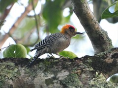 Melanerpes chrysogenys