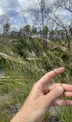 Andropogon virginicus