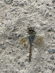 Anax indicus