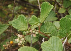 Rubus ellipticus