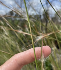 Andropogon virginicus