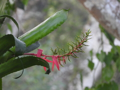 Aechmea bracteata