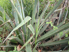 Agave vivipara