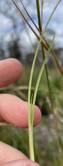 Andropogon virginicus