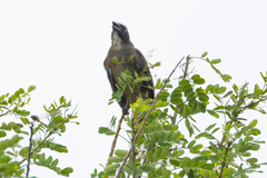 Saltator grandis