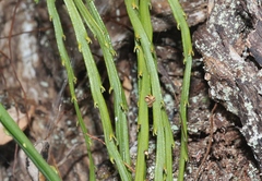 Psilotum complanatum