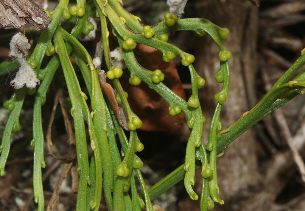Psilotum complanatum