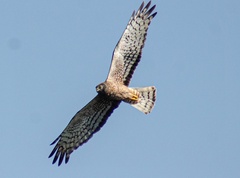 Circus cinereus