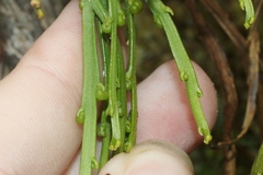 Psilotum complanatum