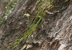 Psilotum complanatum
