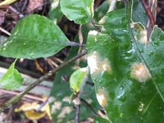 Cephaleuros lagerheimii