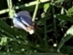 Hemiargus ceraunus