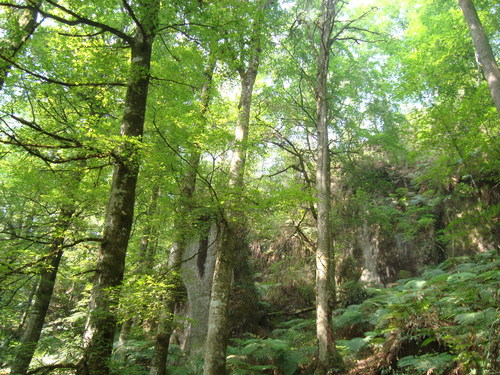 Mexican beech