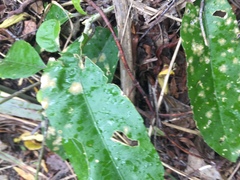 Cephaleuros lagerheimii