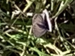Hemiargus ceraunus