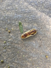 Phauda flammans
