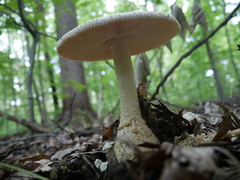 Amanita rhopalopus