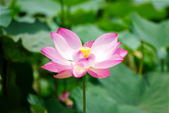 Nelumbo nucifera