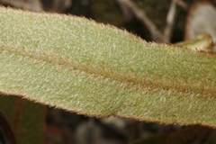 Elaphoglossum paleaceum