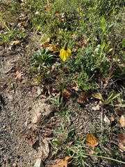 Ratibida columnifera