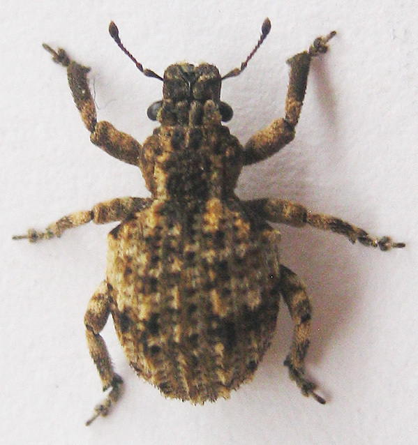 Rough Convolvulus Weevils