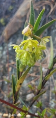 Epidendrum zipaquiranum