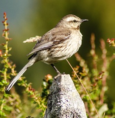 Mimus thenca