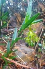 Epidendrum zipaquiranum
