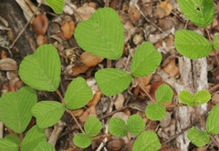 Rubus ellipticus