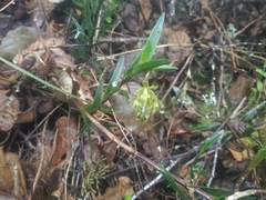 Epidendrum zipaquiranum