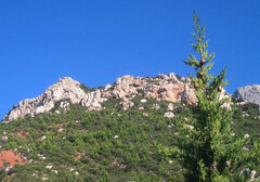Cupressus sempervirens
