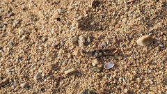 Heliastus sumichrasti