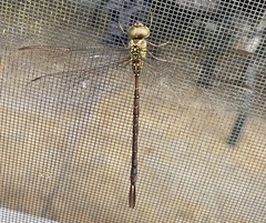 Triacanthagyna trifida