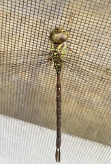 Triacanthagyna trifida