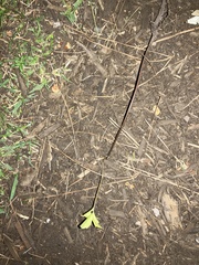 Liquidambar styraciflua