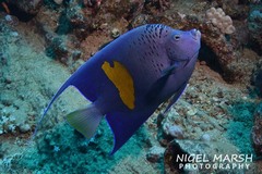 Pomacanthus maculosus