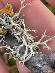 Evernia