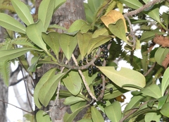 Myrsine lessertiana