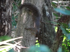 Sciurus aestuans