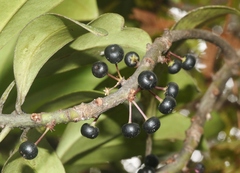 Myrsine lessertiana