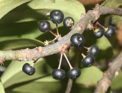 Myrsine lessertiana