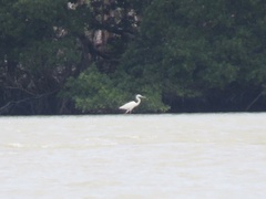 Ardea herodias occidentalis