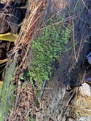 Lophocolea heterophylla