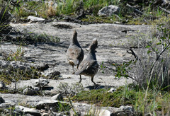 Callipepla squamata