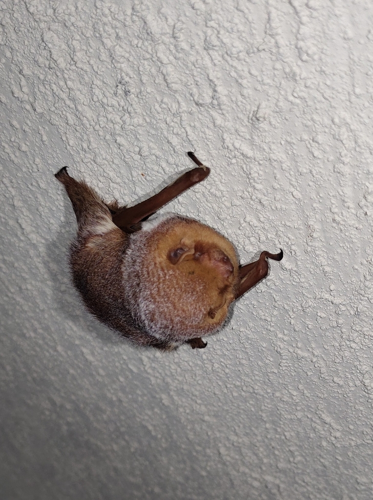 Red Bats from Destin, FL 32541, USA on October 20, 2022 at 0904 PM by