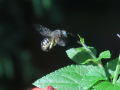Xylocopa tabaniformis parkinsoniae
