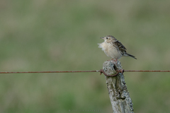 Anthus hellmayri