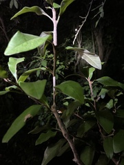 Sideroxylon lanuginosum