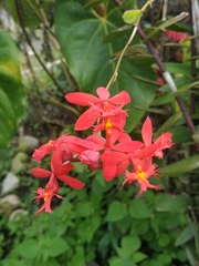 Epidendrum × obrienianum